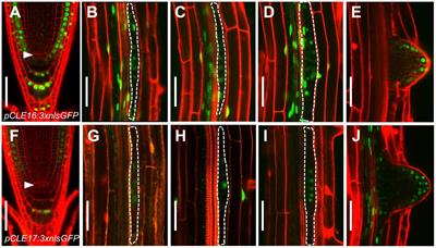 Control of Root Stem Cell Differentiation and Lateral Root Emergence by CLE16/17 Peptides in Arabidopsis